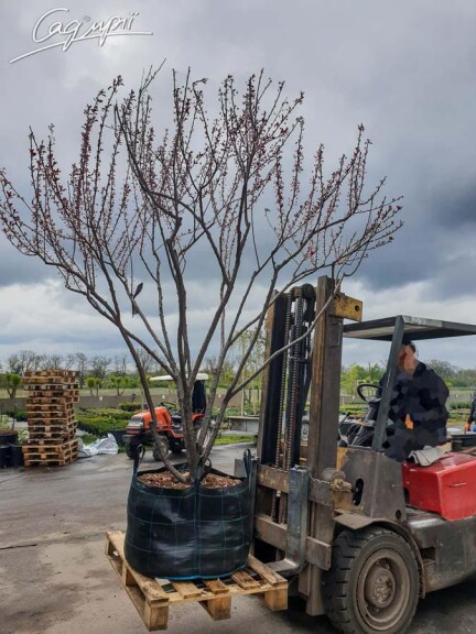 Слива вишнеплодная 'Nigra' #5, WRB 35--40 500+ St. 1/2 - 10