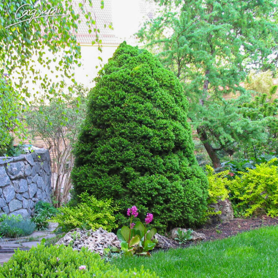 Ялина сиза 'Conica' #2, C110 - 100-125 - - 1