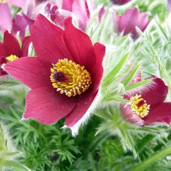 Прострел обыкновенный 'Red' - 1