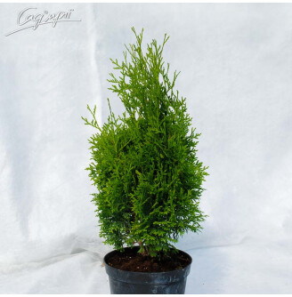 Туя западная 'Holmstrup'