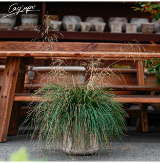 Щучник дернистий 'Goldschleier'