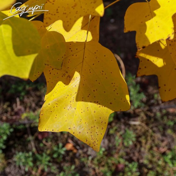 Лириодендрон тюльпановидный #3, С60 10-12--14--16 300-350 St. 1/2 - 6