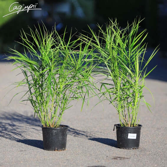 Осока пальмолистна - 2