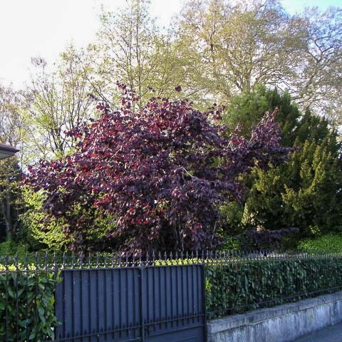 Ліщина велика 'Purpurea' - 1