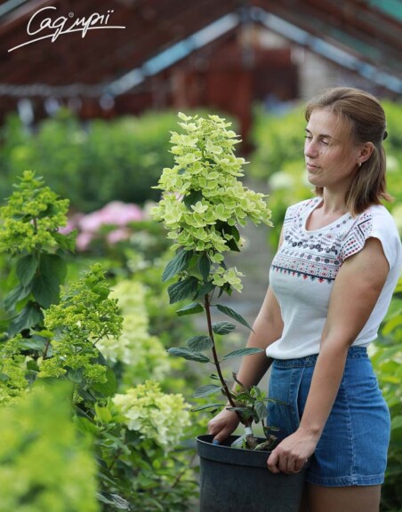 Гортензия метельчатая 'Pastelgreen'® - 3