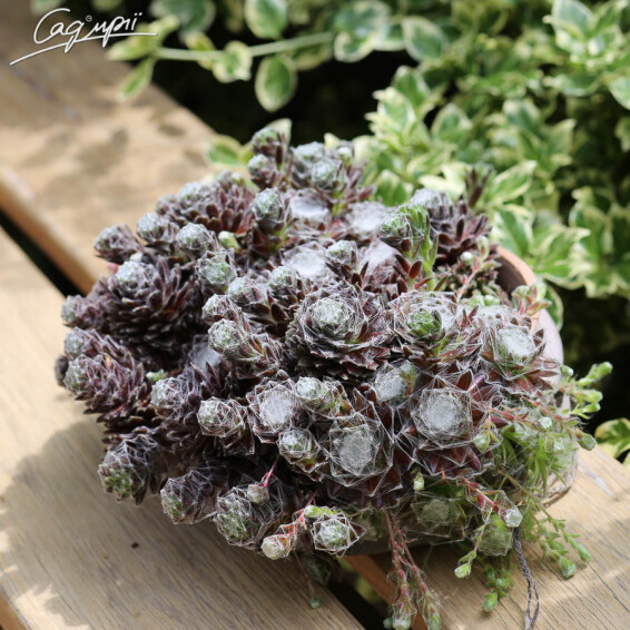 Молодило 'Spider 003' - 4