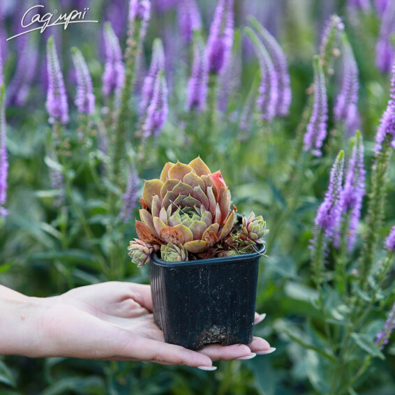 Молодило гібридне 'Pilatus' - 1