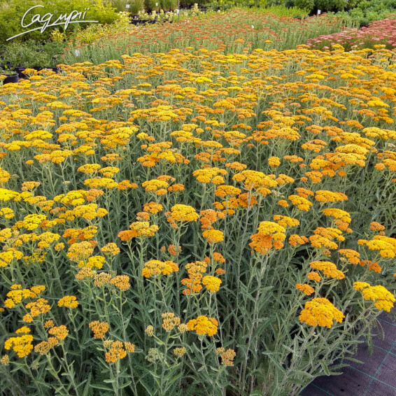 Тысячелистник гибридный 'Terracotta', p9 - - 6