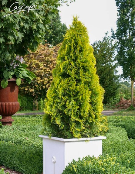 Туя западная 'Golden Smaragd' ® - 4 Туя западная 'Golden Smaragd' ® - 4