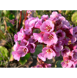 Бадан серцелистий