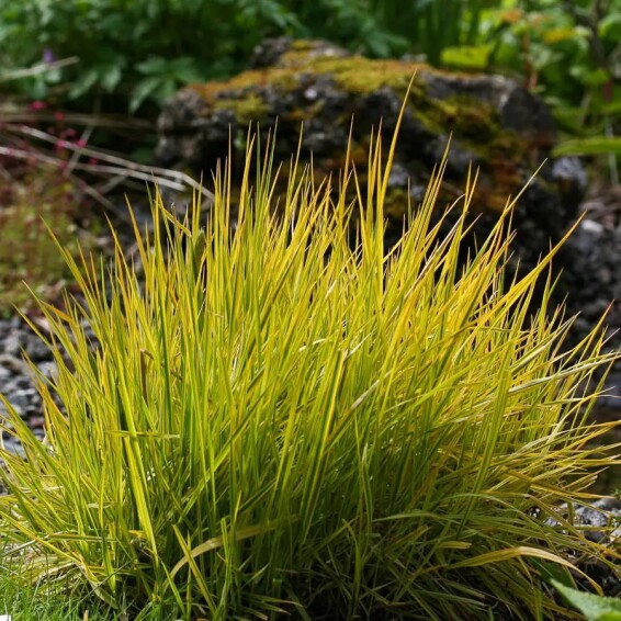 Лисохвіст луговий 'Aureovariegatus' - 1