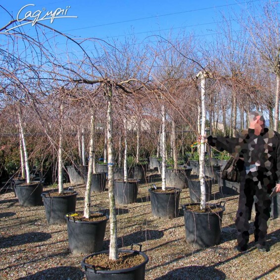 Береза плакуча 'Youngii', кореневласна - 8