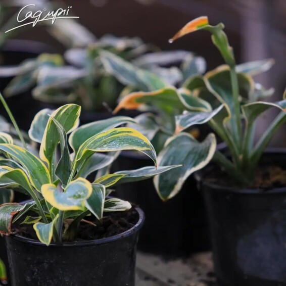 Хоста 'First Frost' - 3