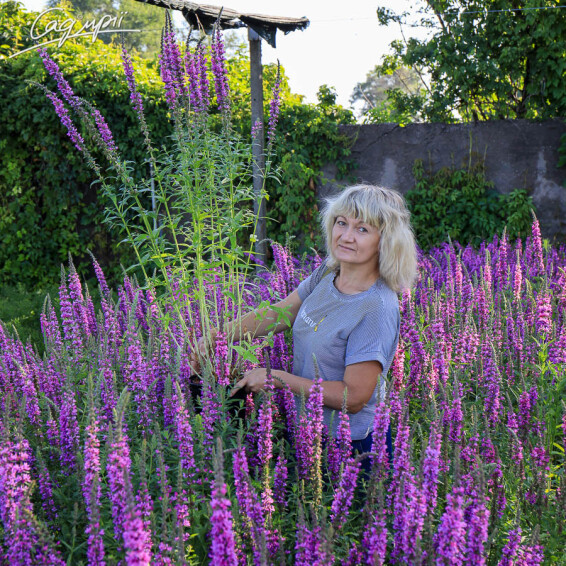 Дербенник иволистный - 5