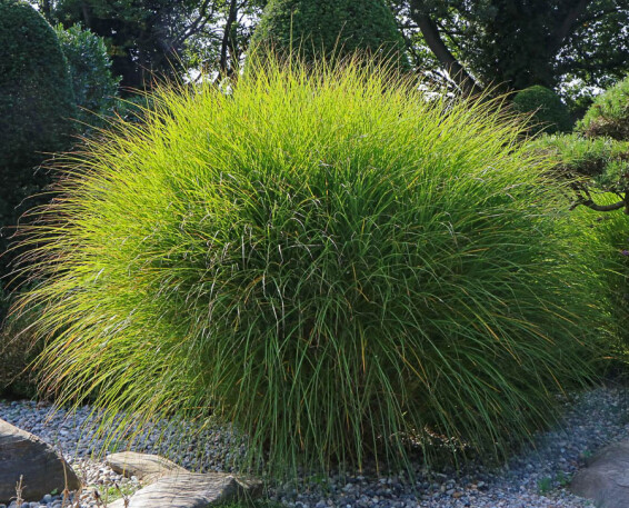 Мискантус китайский 'Gracillimus' - 10