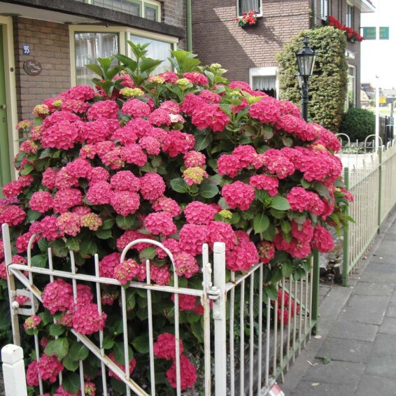 Гортензия крупнолистная 'Leuchtfeuer' #2, C3 - - 11