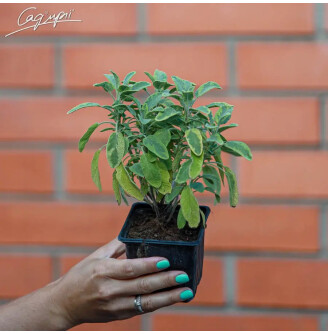 Шавлія лікарська 'Aurea'