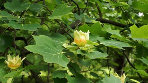 Лириодендрон тюльпановидный