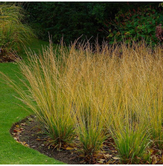 Молінія блакитна 'Heidebraut'