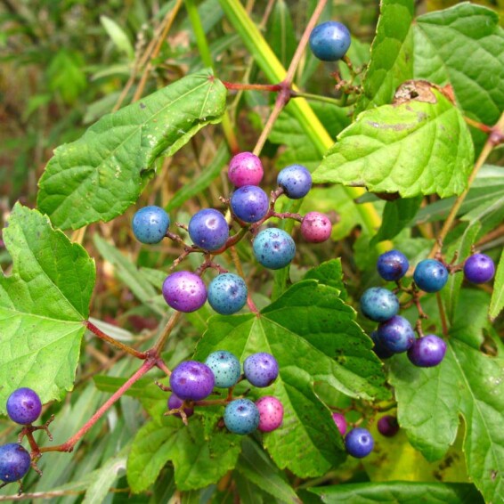 Виноградовник железистый 'Elegans' - 1 Виноградовник железистый 'Elegans' - 1