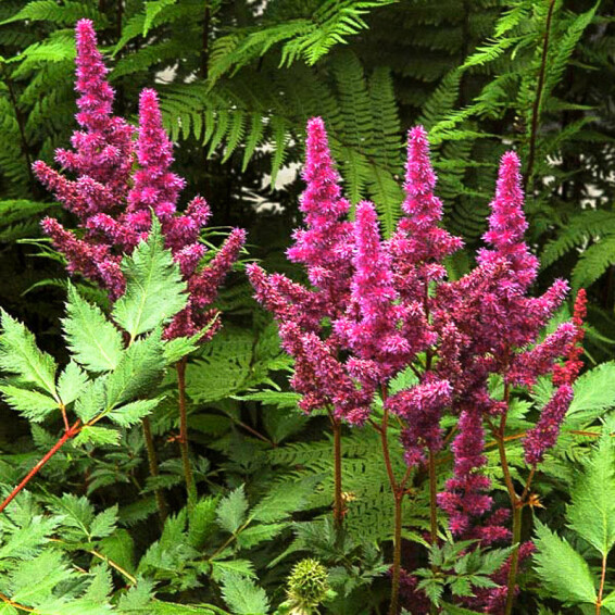 Астільба китайська 'Vision'®, С2 - - 1