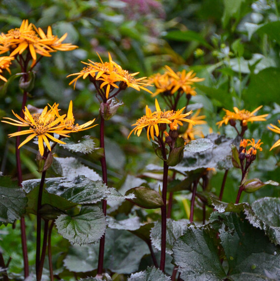 Бузульник зубчатый 'Othello' - 8