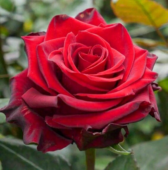 Троянда чайно-гібридна 'Explorer' - 4