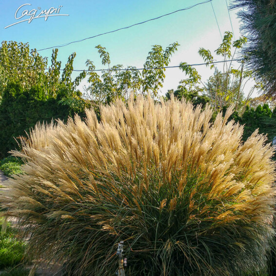 Міскантус 'Kleine Silberspinne' - 3