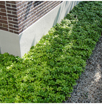 Пахізандра верхівкова