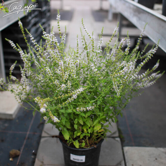 Мята перечная 'Strawberry' - 1 Мята перечная 'Strawberry' - 1