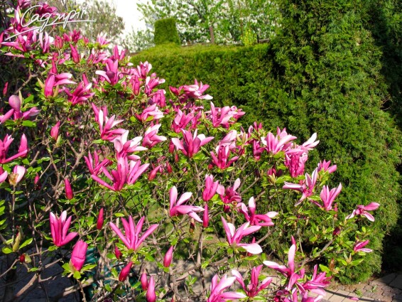 Магнолия гибридная 'Susan' #2, WRB - 250-300 St. 1/2 - 3