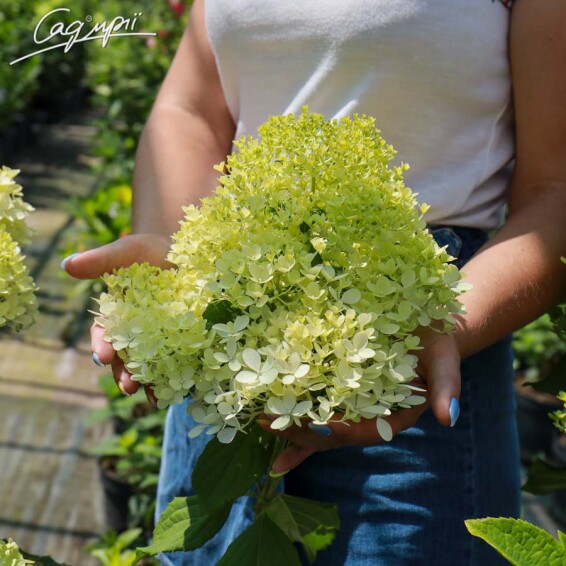 Гортензія волотиста 'Magical Candle'® - 1