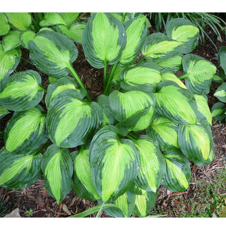 Хоста 'Captain Kirk'