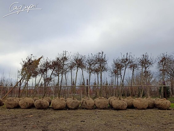 Платан восточный 'Alpen's Globe' #3, WRB 16--18 225-250 St. 160-180 - 2