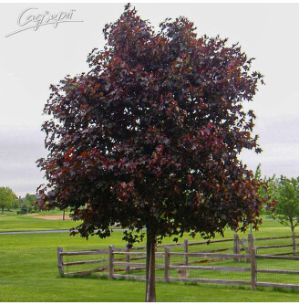 Клен платановидный 'Crimson King'