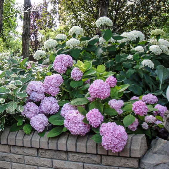 Гортензия крупнолистная 'Endless Summer' - 1