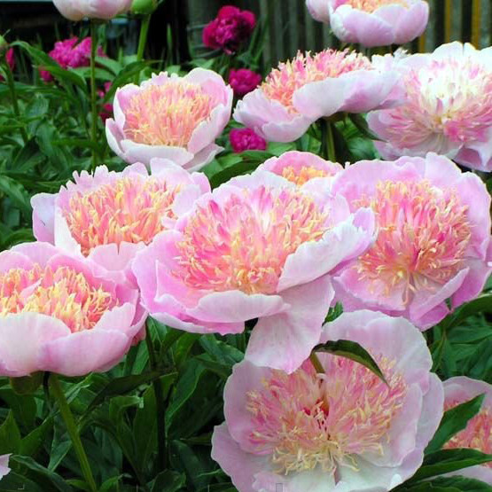 Півонія трав'яниста 'Zhemchuzhnaya Rossyp' - 2