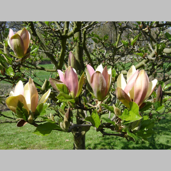 Магнолия бруклинская 'Woodsman' - 3