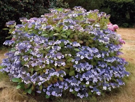 Гортензия крупнолистная 'Mariesii Perfecta' - 2