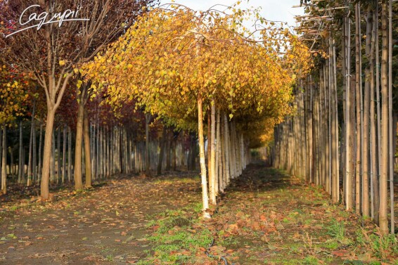 Береза плакучая 'Youngii' #4, WRB 20--25 - St. 200-225 - 1 Береза плакучая 'Youngii' #4, WRB 20--25 - St. 200-225 - 1