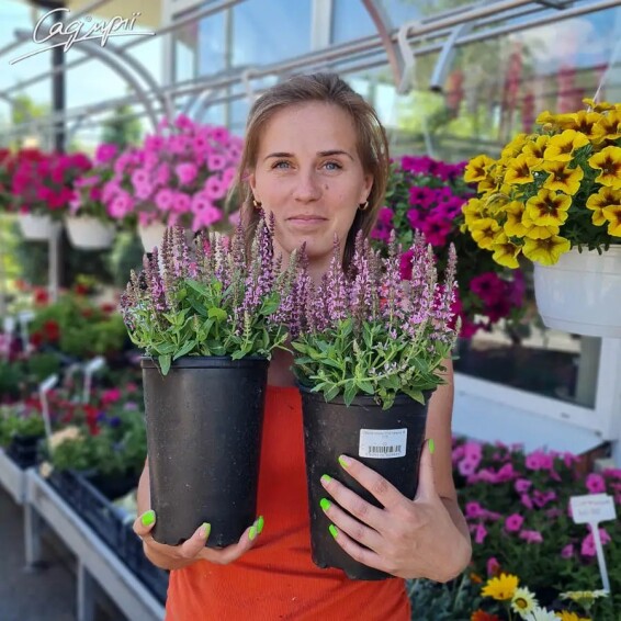 Шавлія лісова 'Pink Paradise' - 1