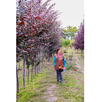 Алича Лихни