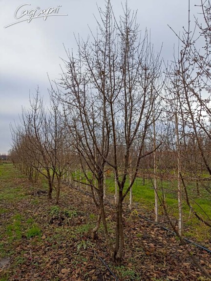 Кизил обыкновенный #1, WRB MST 350-400 - - 3