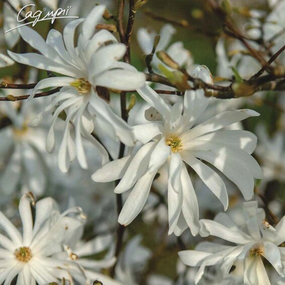 Магнолія 'Rosea' - 3 Магнолія 'Rosea' - 3