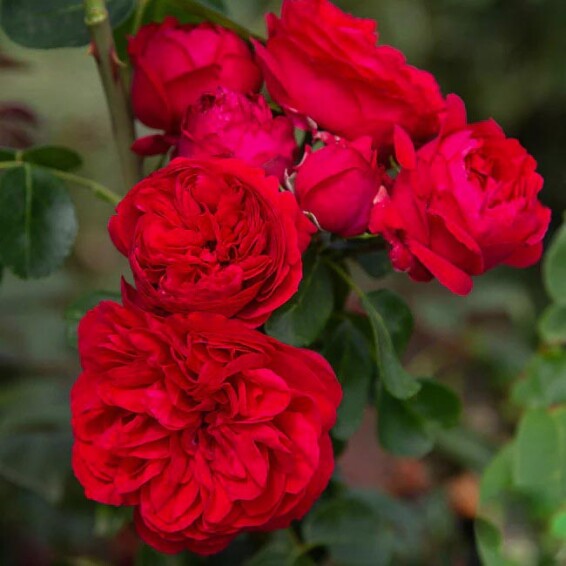 Троянда англійська паркова 'Red Eden' - 7 Троянда англійська паркова 'Red Eden' - 7