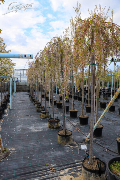 Вишня субхиртела 'Pendula' - 12