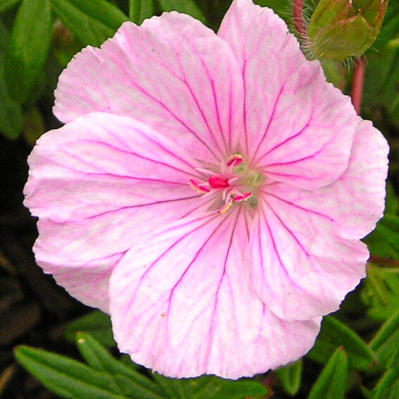 Герань кроваво-красная 'Striatum' - 4