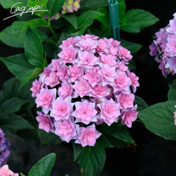 Гортензія крупнолиста 'You and Me Together Rose'® - 2 Гортензія крупнолиста 'You and Me Together Rose'® - 2