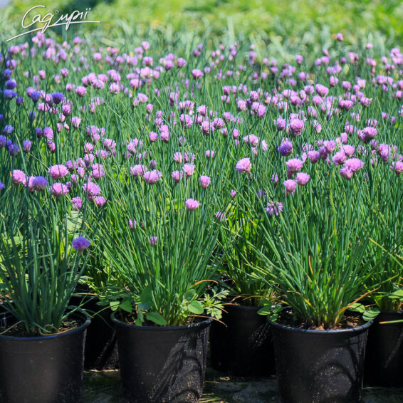 Лук Шнитт - 5