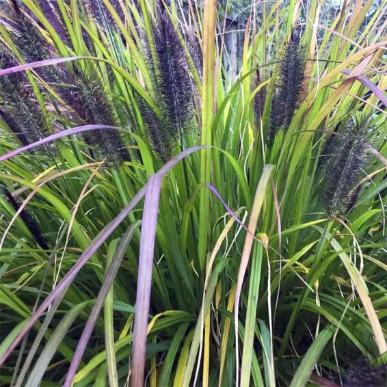 Перистощетинник лисохвостный 'Black Beauty' - 4